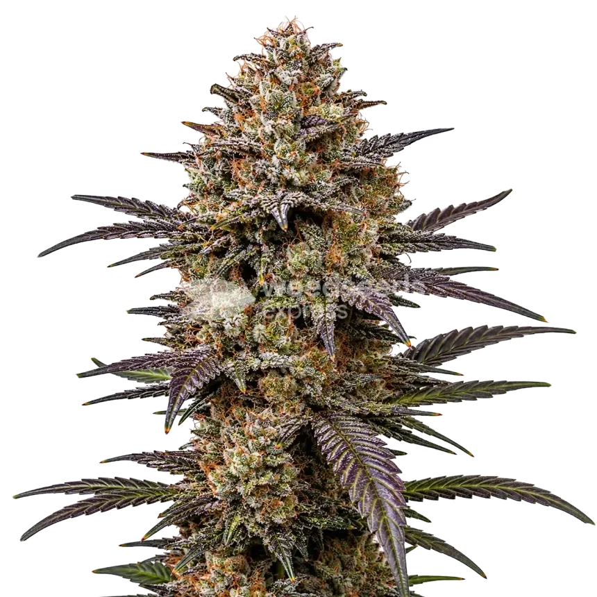 The Toad Cannabis plante