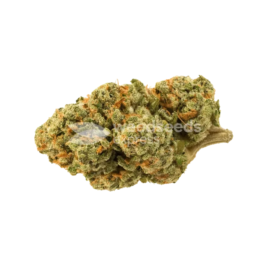 Bud de Triangle Kush Auto