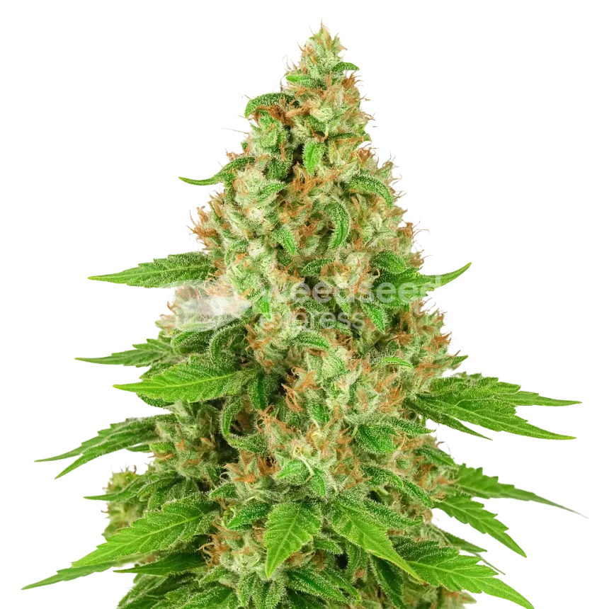Plante de Triangle Kush Auto