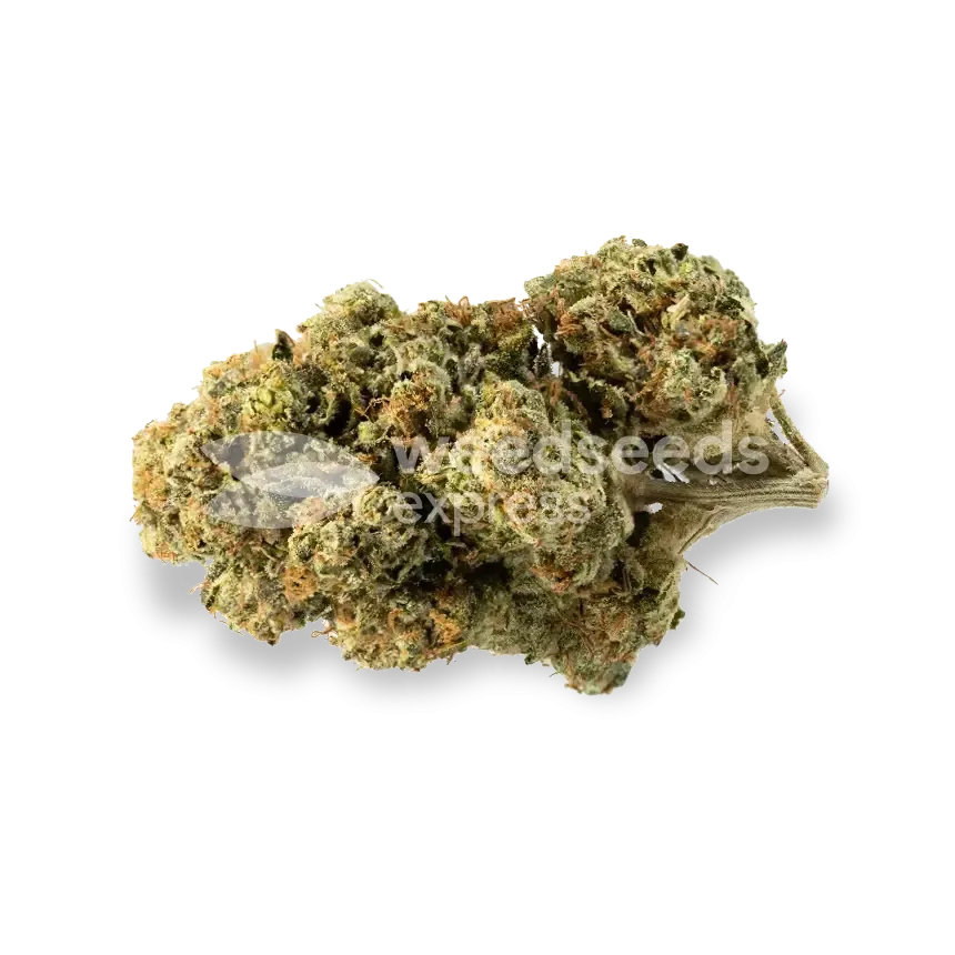 Triangle Kush Bud