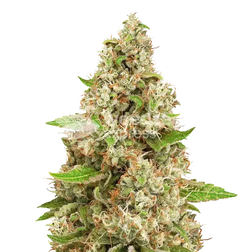 Triangle Kush Plant