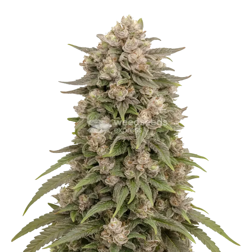 Plante de cannabis Tropicanna Cherry Cannabis
