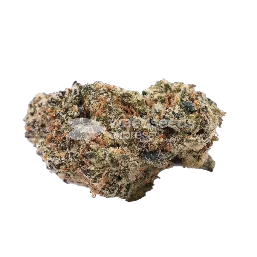 Watermelon Gelato Bud