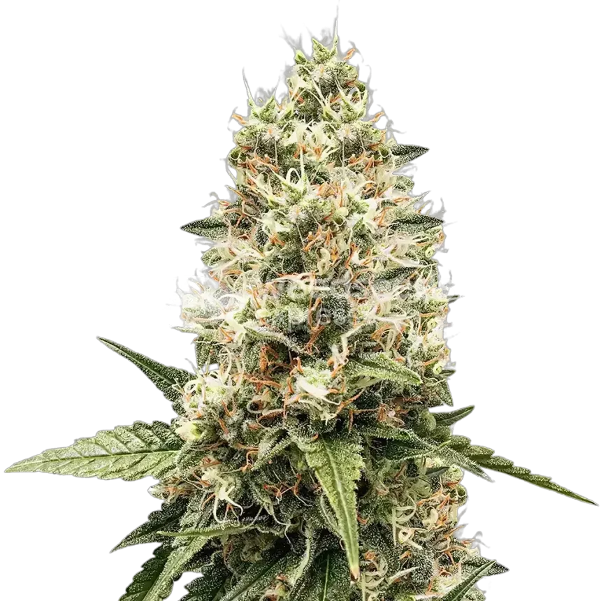 Watermelon Gelato Plante