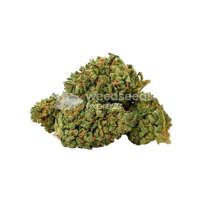 Bud de Wedding Cake Auto