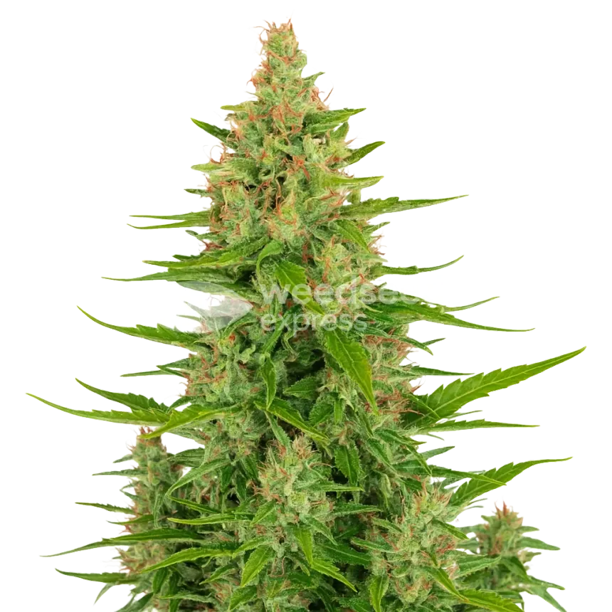 Plante de Wedding Cake Auto