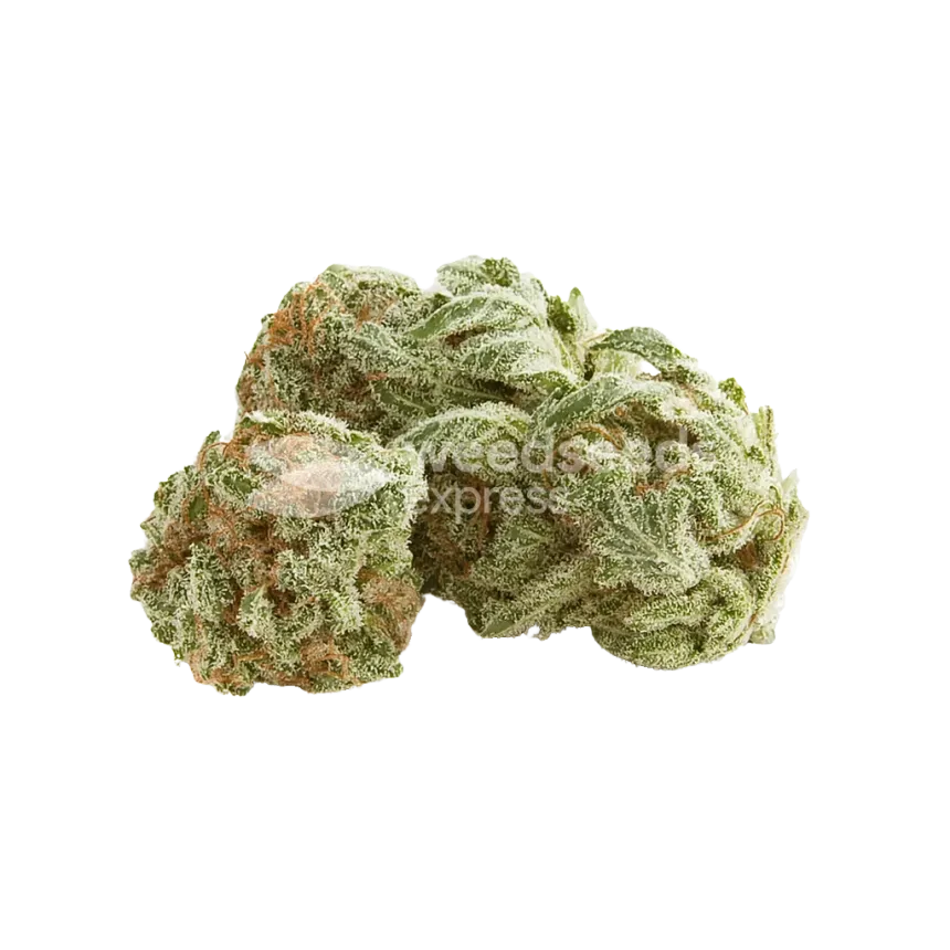 Bud de White Rhino Auto