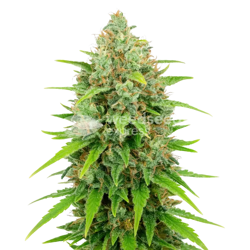 Plante de White Rhino Auto