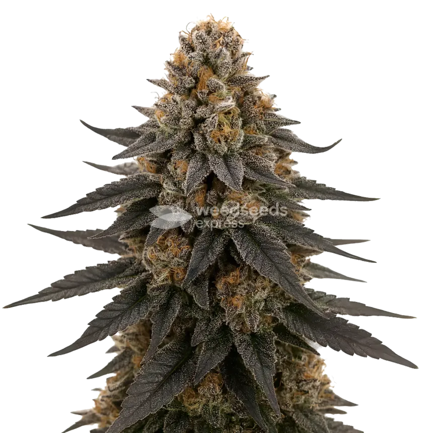 Plante de cannabis White Runtz