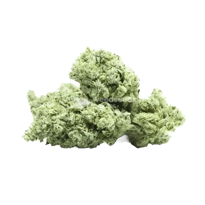 White Truffle Bud