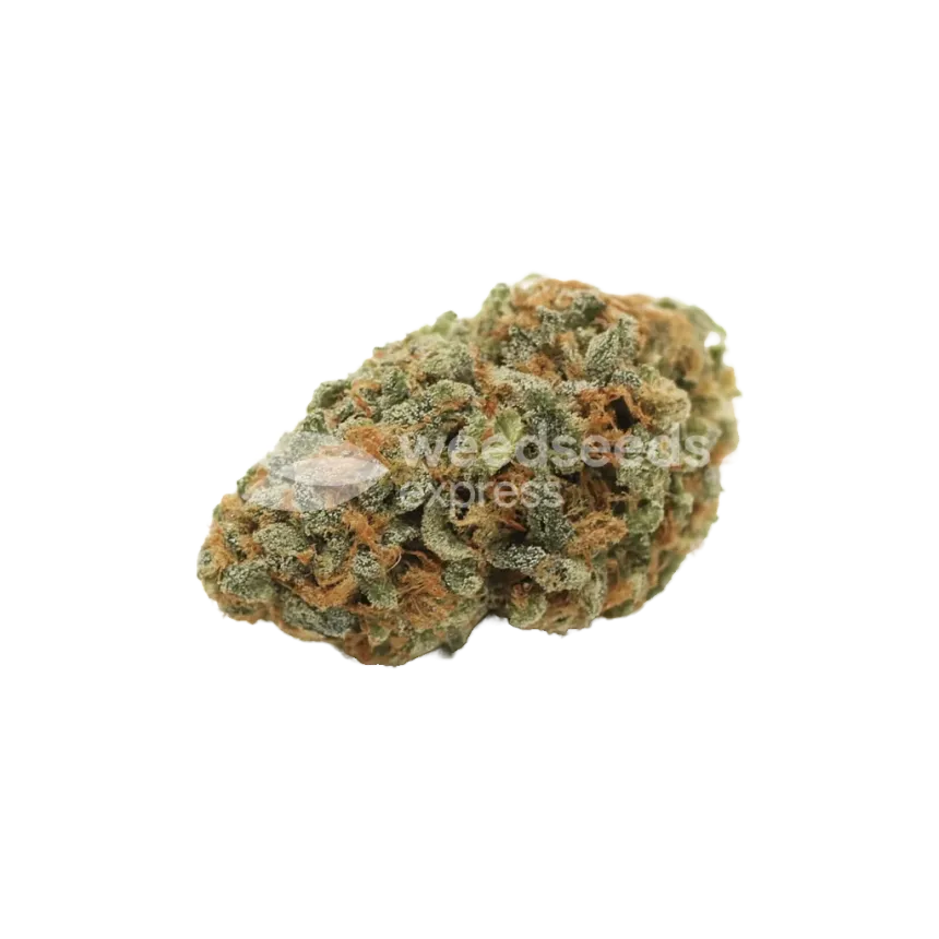 Bud de White Widow Auto