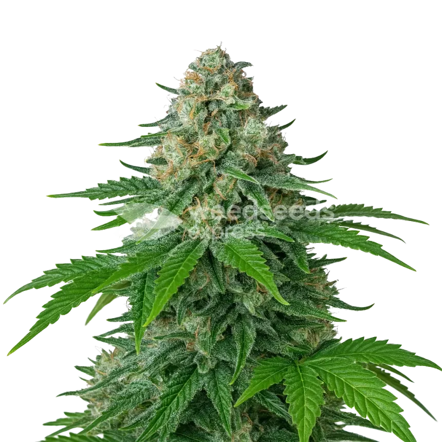 Plante de White Widow Auto