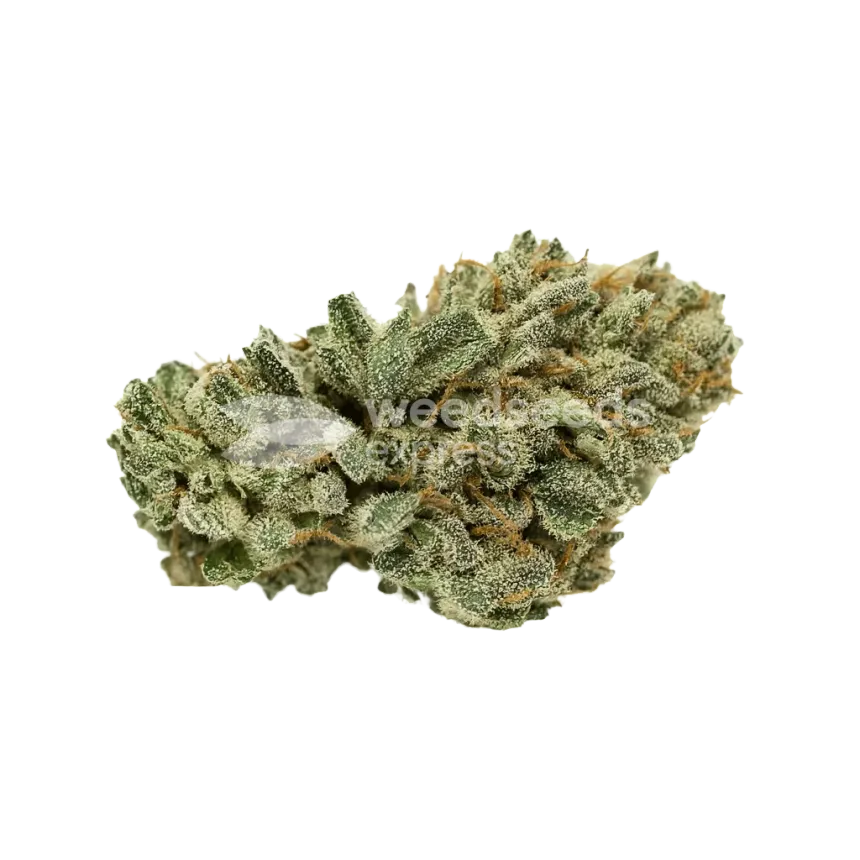 Bud de White Widow x Northern Lights Auto