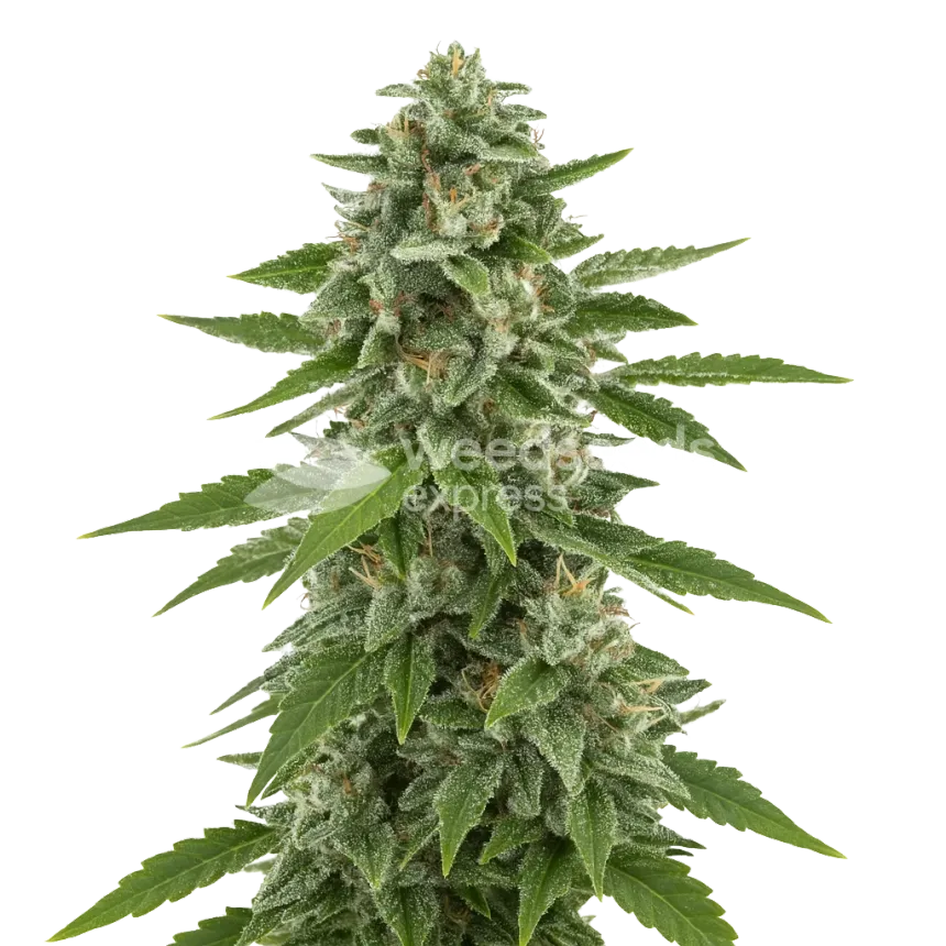 Plante de White Widow x Northern Lights Auto