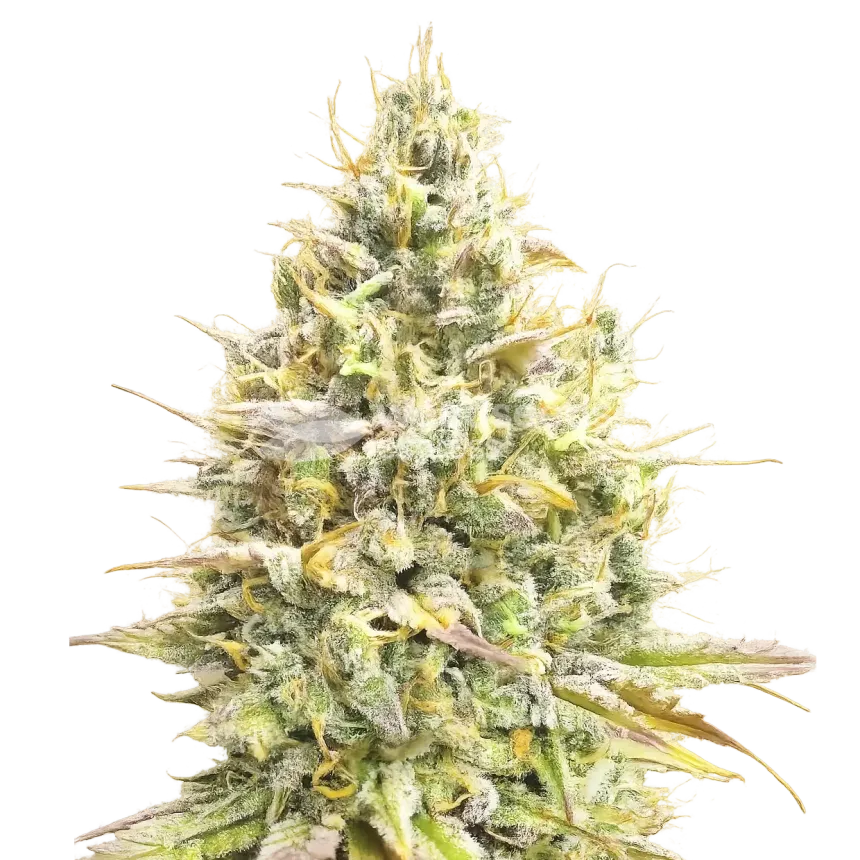 Yumboldt Banana Plante