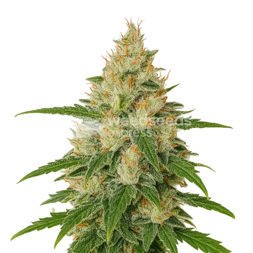 Plante de Zkittlez Auto