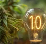 10 Conseils pour des Rendements Maximaux de vos Plants de Cannabis