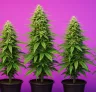 Top 5 des Variétés Autofloraison pour une Culture Discrète et Discrète
