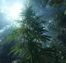 5 Conseils Essentiels pour Cultiver avec Succès du Cannabis Landrace