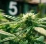 5 conseils clés pour faire passer les plantes de cannabis photopériodiques de la phase végétative à la floraison