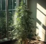 6 conseils d’experts pour contrôler la hauteur du cannabis Sativa en intérieur