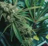 6 Conseils éprouvés pour raccourcir la floraison de vos plants de cannabis