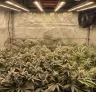 Guide avancé de formation des plants de cannabis : le guide ultime pour maximiser les rendements
