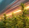 Guide du débutant pour cultiver des variétés de cannabis à floraison rapide