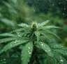 Meilleures variétés de cannabis CBD pour les climats humides