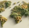 Meilleures variétés de cannabis landrace pour climats tropicaux