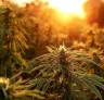 Meilleures variétés de cannabis photopériode pour les saisons courtes