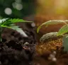 Coco Coir vs. Terreau pour le cannabis : lequel est le meilleur ? Notre analyse appuyée par des tests en laboratoire pour des têtes plus grosses en 2026