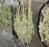 Le guide complet de la récolte, de la taille, du séchage et de l’affinage du cannabis (2026)
