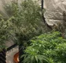 Le guide ultime sur la génétique du cannabis, les phénotypes et la sélection