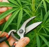 Techniques de défoliation pour cannabis féminisé : optimiser ventilation & qualité de rendement
