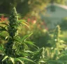 Variétés de cannabis les plus rapides pour les courtes saisons extérieures