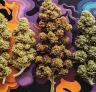 7 variétés féminisées de cannabis célèbres pour leurs saveurs uniques