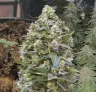 Alaskan Thunder Fuck – Journal de Culture Semaine par Semaine & Avis sur la Variété