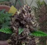 CBD Purple Kush Auto - Journal de Culture Semaine par Semaine & Avis sur la Variété