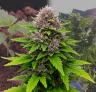 Critical Purple Auto - Journal de Culture Semaine par Semaine & Avis sur la Variété