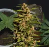 Fruity Pebbles - Journal de Culture Semaine par Semaine & Avis sur la Variété
