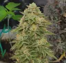 Journal de culture semaine par semaine de la Gelato Auto