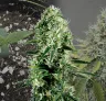 Ghost Train Haze - Journal de Culture Semaine par Semaine & Avis sur la Variété