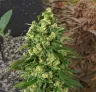 Girl Scout Cookies - Journal de Culture Semaine par Semaine & Avis sur la Variété