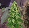 Girl Scout Cookies Auto Journal de Culture Semaine par Semaine