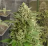 Haze #1 - Journal de Culture Semaine par Semaine & Avis sur la Variété