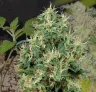 Journal de Culture de la Strawberry Kush Semaine par Semaine