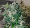 White Widow - Journal de Culture Semaine par Semaine & Avis sur la Variété