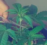 Guide de l'étêtage et de la taille du cannabis indica pour un rendement et une puissance maximaux