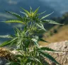 Comment la génétique autofloraison a changé le cannabis à jamais